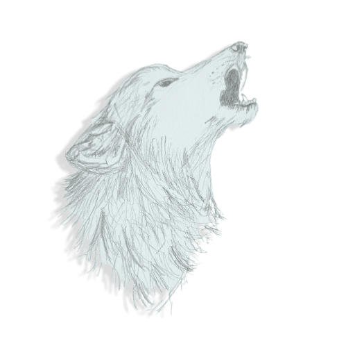 Sketch of a wolf howling by Francesca Varela.