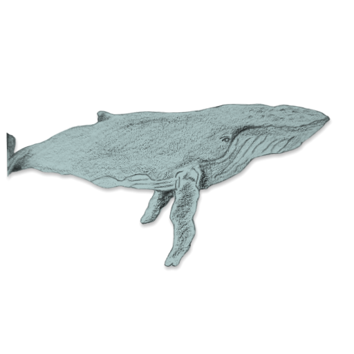 Sketch of a humpback whale by Francesca Varela.